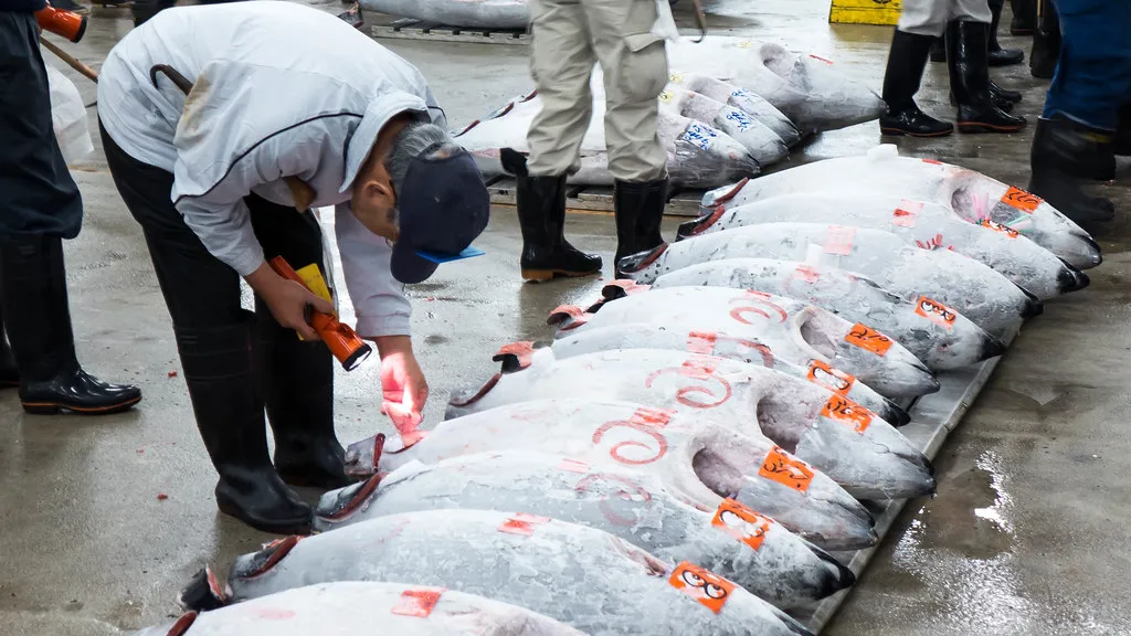 A buyer inspecting frozen fish laid out in rows on the floor of a Japanese fish market